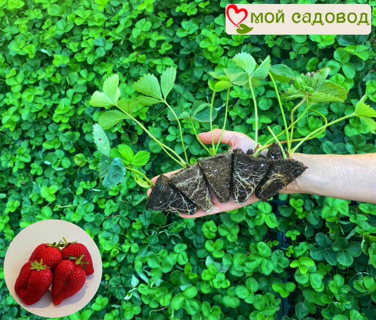 Клубника Флорина