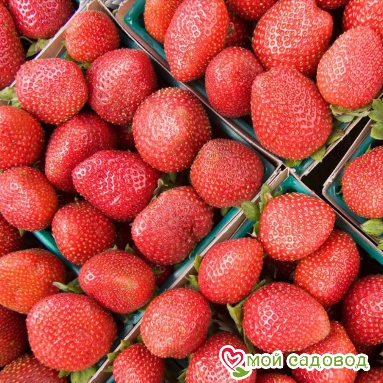 Клубника Сенсация