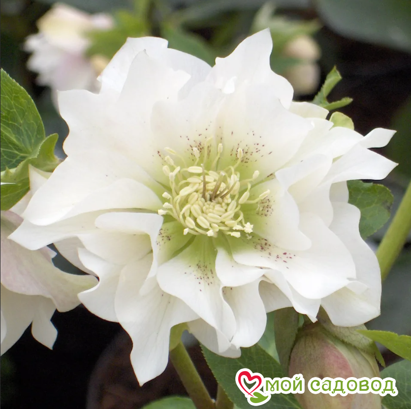 Морозник, комплект