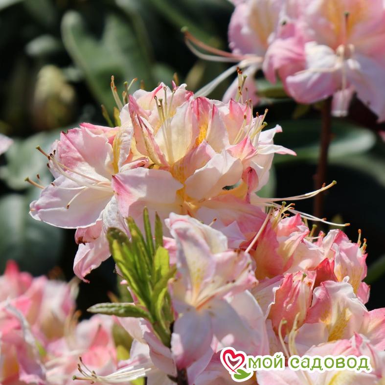 Азалия/Рододендрон листопадный Сатоми