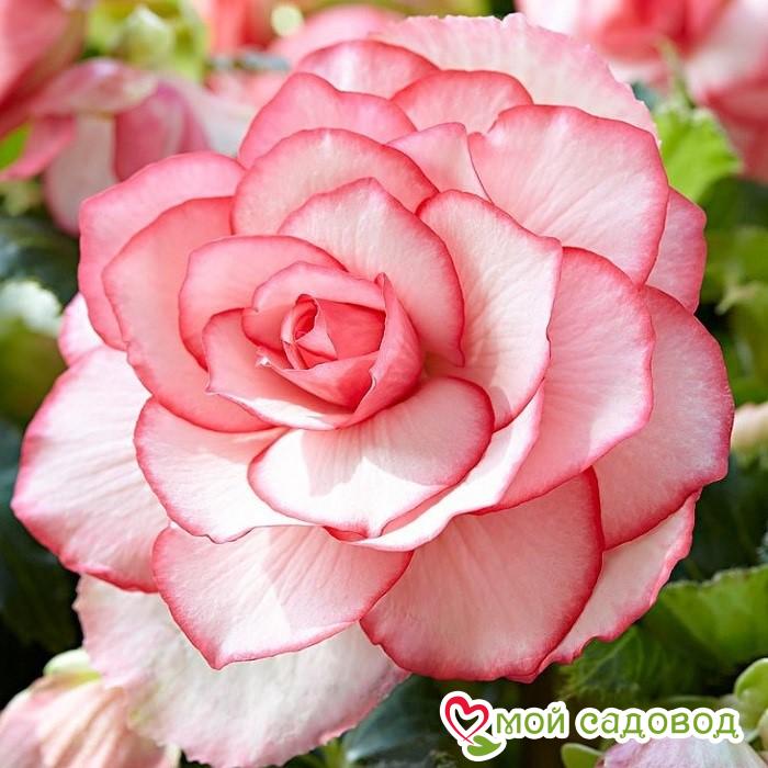 Бегония Бутон де Роуз